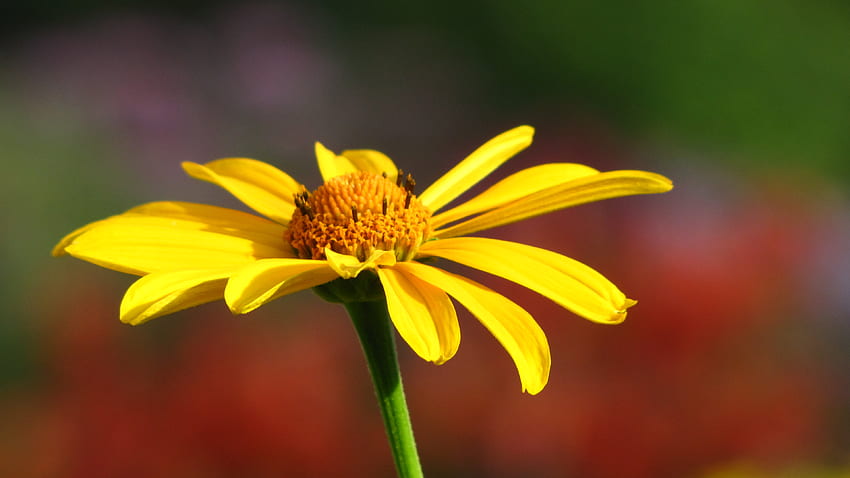 Gelbe Blume, Garten, Sommer, rot, gelb HD-Hintergrundbild
