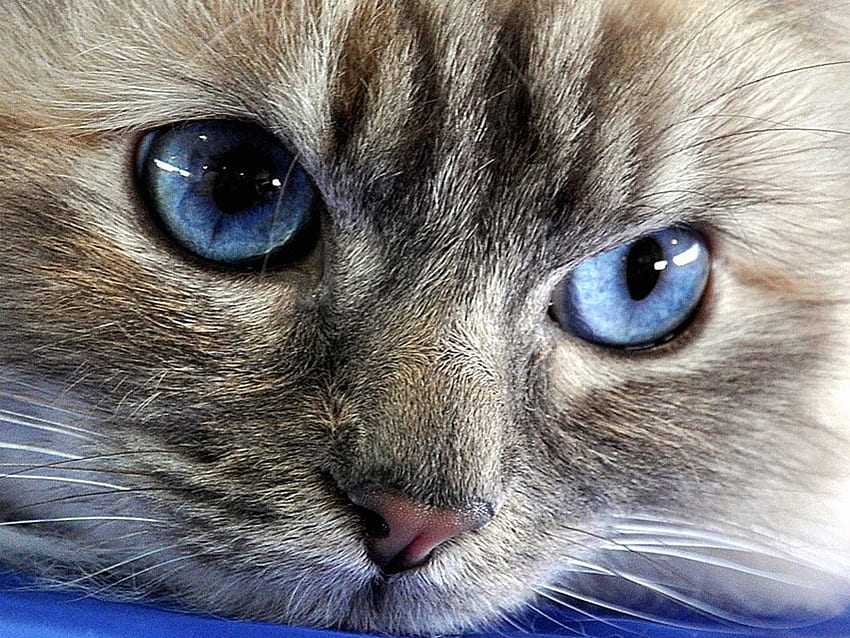 파란 눈, 파랑, 새끼 고양이, 초상화, 고양이, 눈 HD 월페이퍼