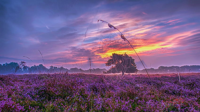 Pays-Bas, un brin d'herbe, ciel, champ, paysage, arbres, nuages, couleurs Fond d'écran HD