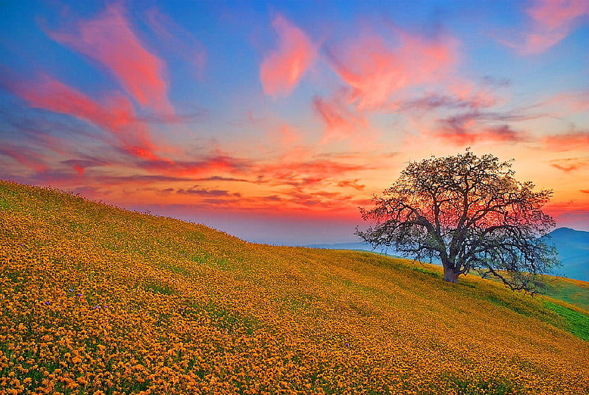 Frühlingsteppich, blau, golden, Koralle, wilde Blumen, Himmel, Hügel, Sonnenuntergang, Baum HD-Hintergrundbild