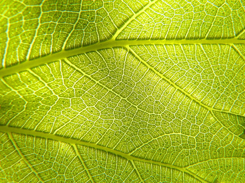 Veins, macro, leaf HD wallpaper