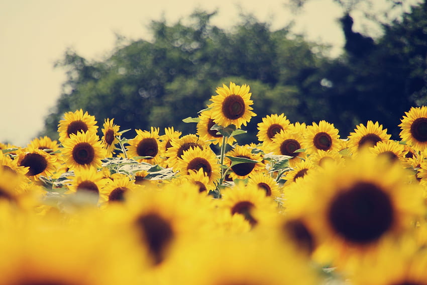 Ästhetisches Sonnenblumenfeld HD-Hintergrundbild