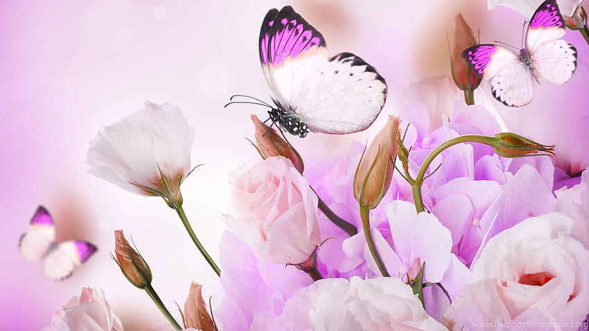 Rosa Rosen und Schmetterlingskunst, Rosenblume, Rose HD-Hintergrundbild