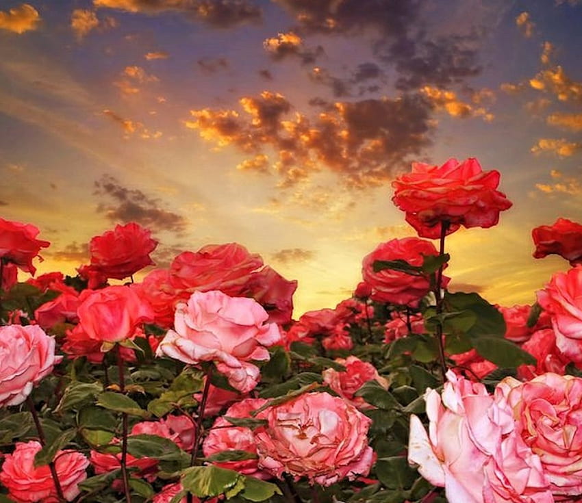 Bellissime rose, fiori, rose, natura, cielo Sfondo HD