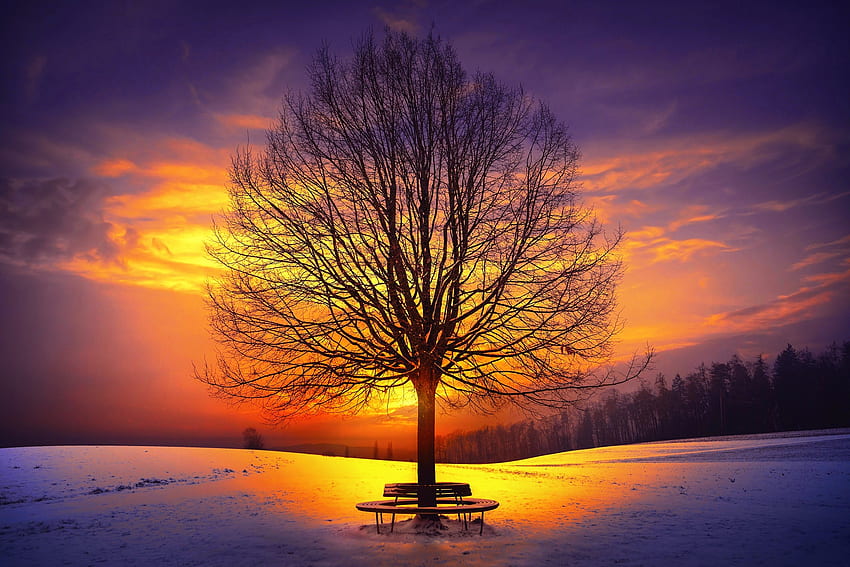 Luce solare invernale, luce solare, neve, tramonto, alba, albero, inverno, panchina, bello, solitario, riposo, cielo Sfondo HD