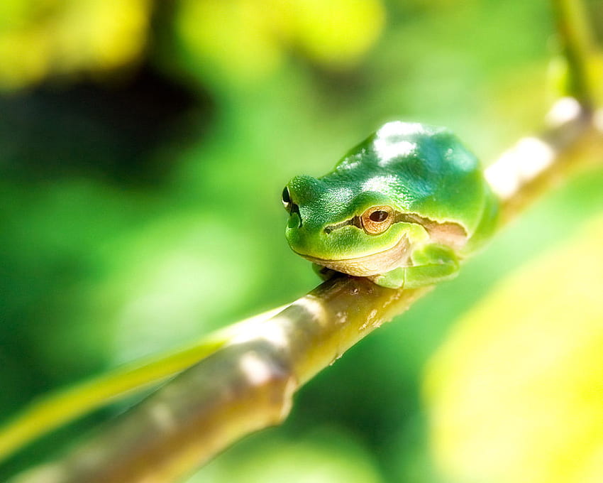 Happy Tree Frog, gady, żaby, zwierzęta, rzekotka drzewna Tapeta HD
