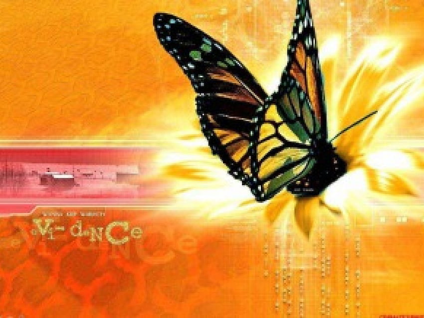 Papillon, chaud, orange Fond d'écran HD