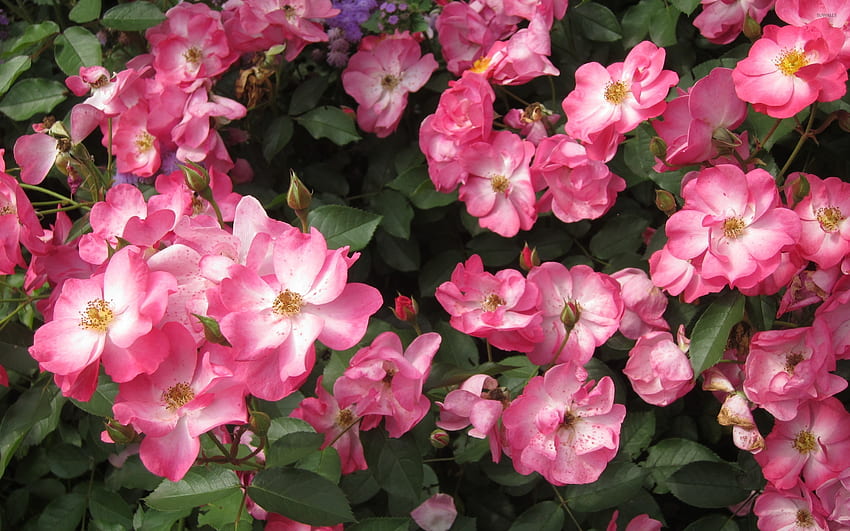 Розови диви рози - Цвете HD тапет