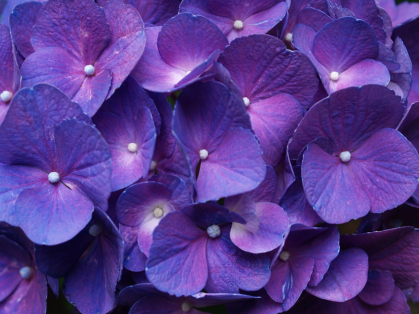 Purple Hydrangea HD wallpaper