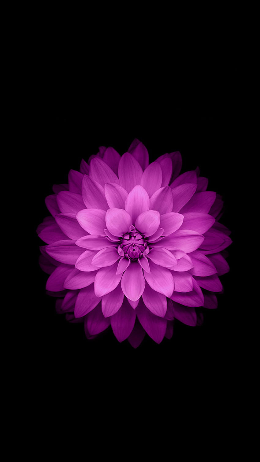 Oficjalny iPhone 6 Plus – fioletowy kwiat lotosu Tapeta na telefon HD