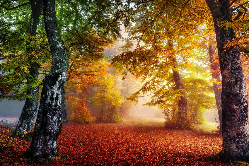 Цветна есенна гора, цветна, есен, дървета, цветове, есен, красива, гора, листа HD тапет