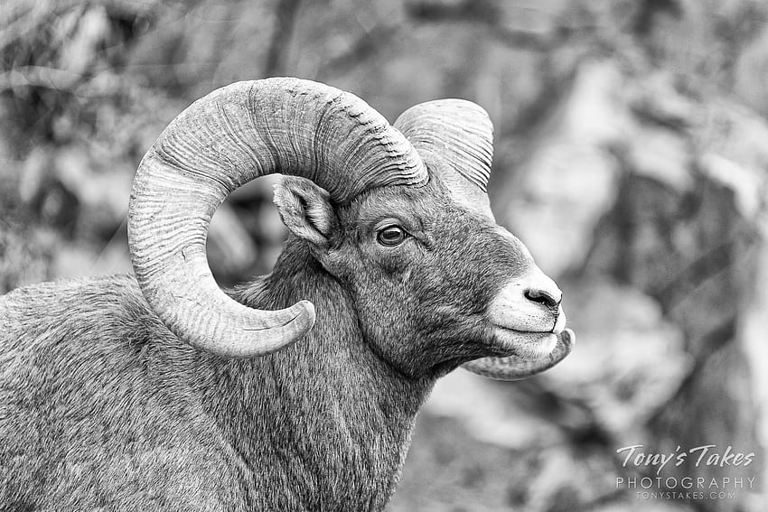 Posing Rocky Mountain bighorn sheep ram in black and white. Tony's Takes graphy HD wallpaper