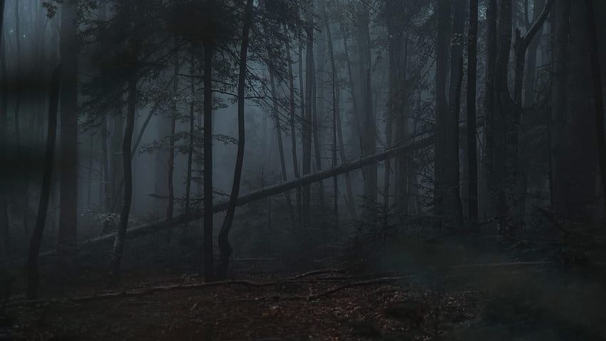 forest, fog, trees, gloomy, dark , Dark Forest Computer HD wallpaper