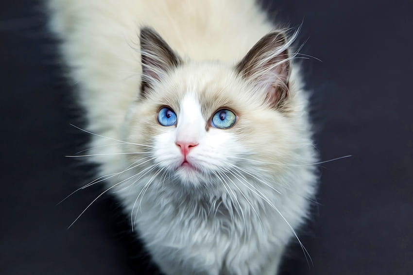 Kitten, pisica, animal, ragdoll, blue eyes, cat, wghite, beauty HD wallpaper