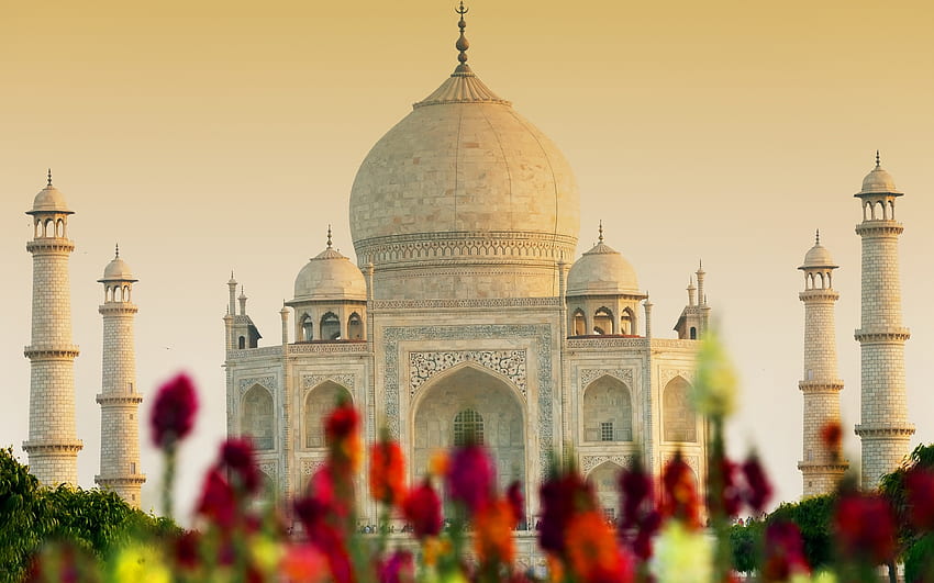 Taj-Mahal, agra, bianco, india, fiore, amore, rosso, monumento, taj mahal Sfondo HD