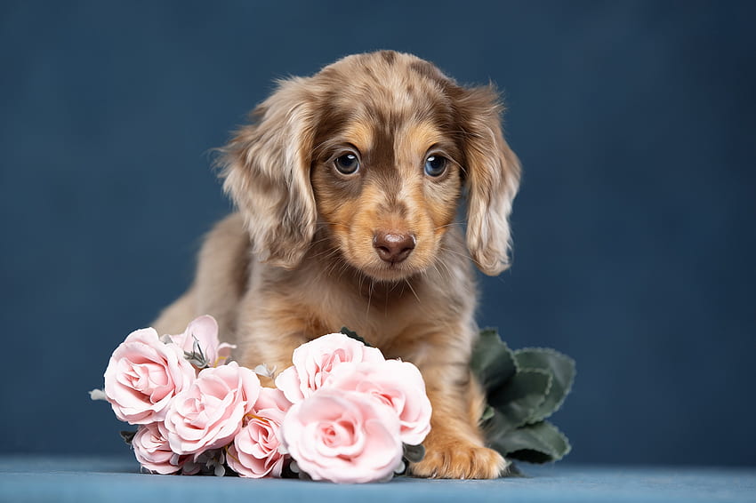 Puppy with rose HD wallpapers | Pxfuel