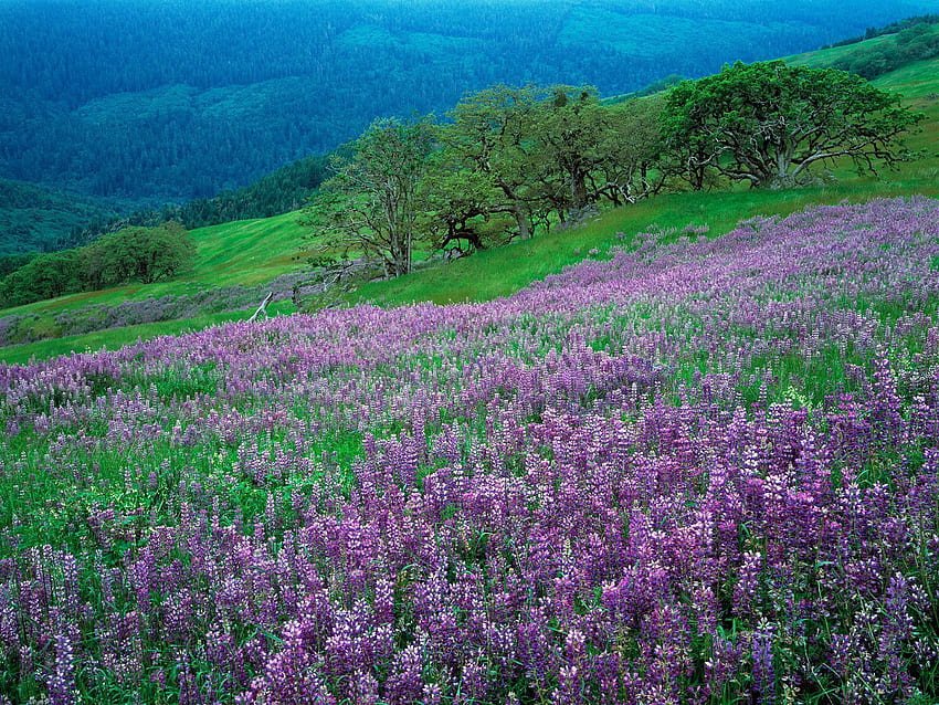 Nature, Flowers, Grass, Mountains, Lilac, Slope HD wallpaper