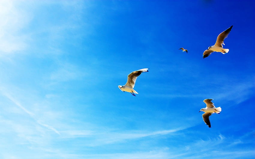 동물, 갈매기, 비행, 푸른 하늘 HD 월페이퍼