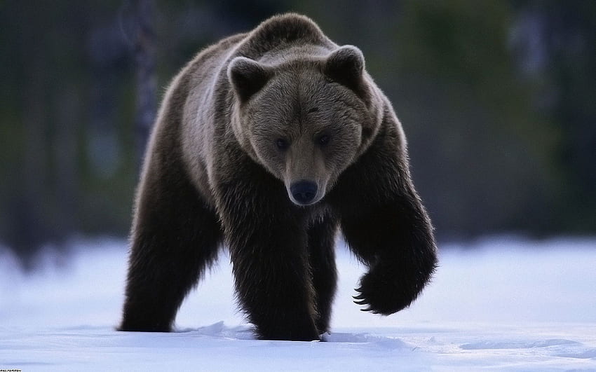 Brown Bear, animal, brown, bear, snow HD wallpaper