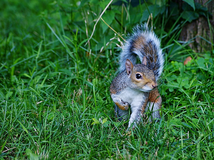 Tiere, Eichhörnchen, Gras, Spaziergang HD-Hintergrundbild