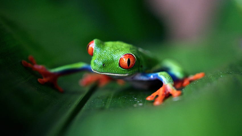 Tree Frog (1920×1080). A A Day, Green Tree Frog HD wallpaper | Pxfuel