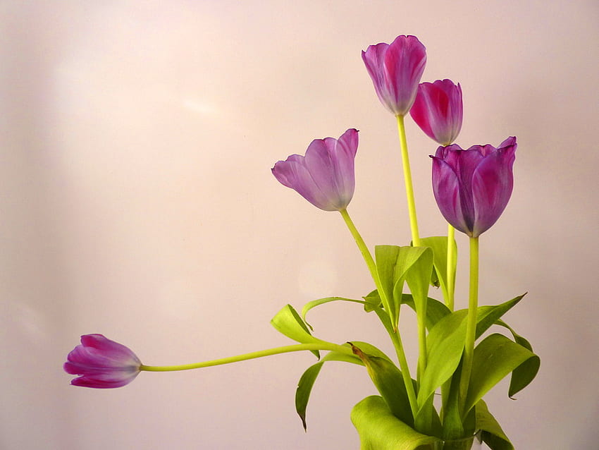 For Ramy, purple, green leaves, light, tulips, spring HD wallpaper