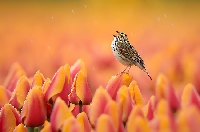 Pássaros coloridos Flores Animais Plantas Pardal Gotas de água Pétalas Tulipas Chuva Boca aberta Orvalho Natureza - Resolução:, Pássaros na chuva papel de parede HD