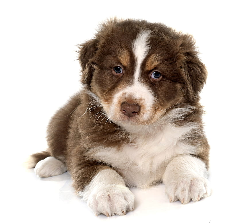 Кученце, животно, куче, бяло, кафяво, австралийска овчарка, сладък, кейн HD тапет