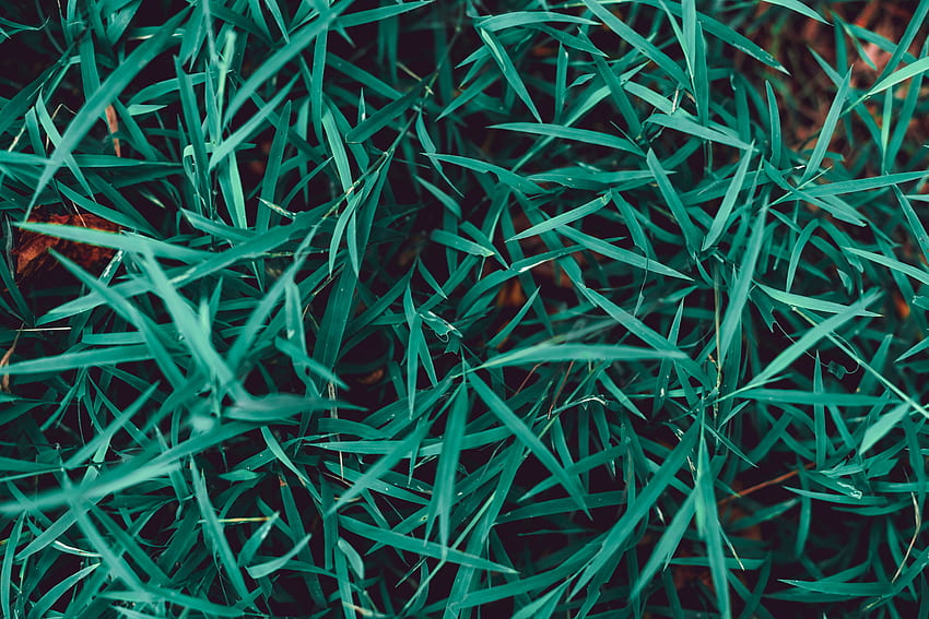 Nature, Grass, Plant, Macro, Close-Up HD wallpaper