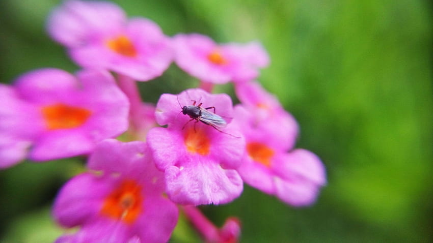 beautiful, beautiful flowers, beauty, flowers, fly, insect, macro, Pink Beauty HD wallpaper