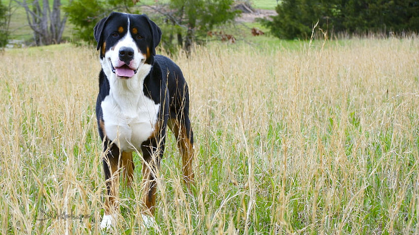 Greater Swiss Mountain Dog in the tall grass HD wallpaper