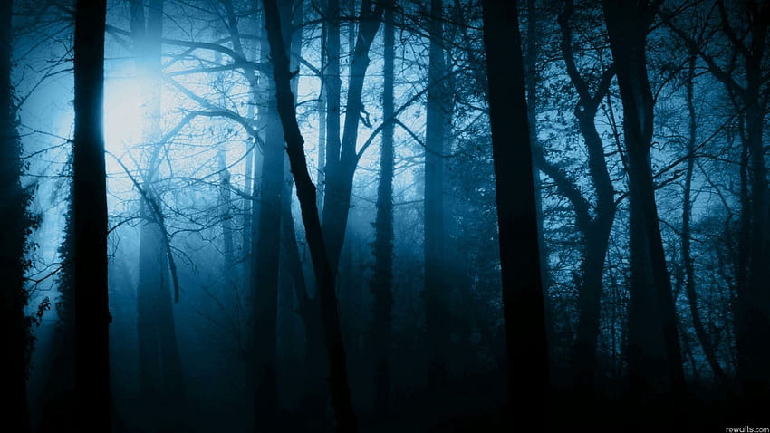 spooky forest at night