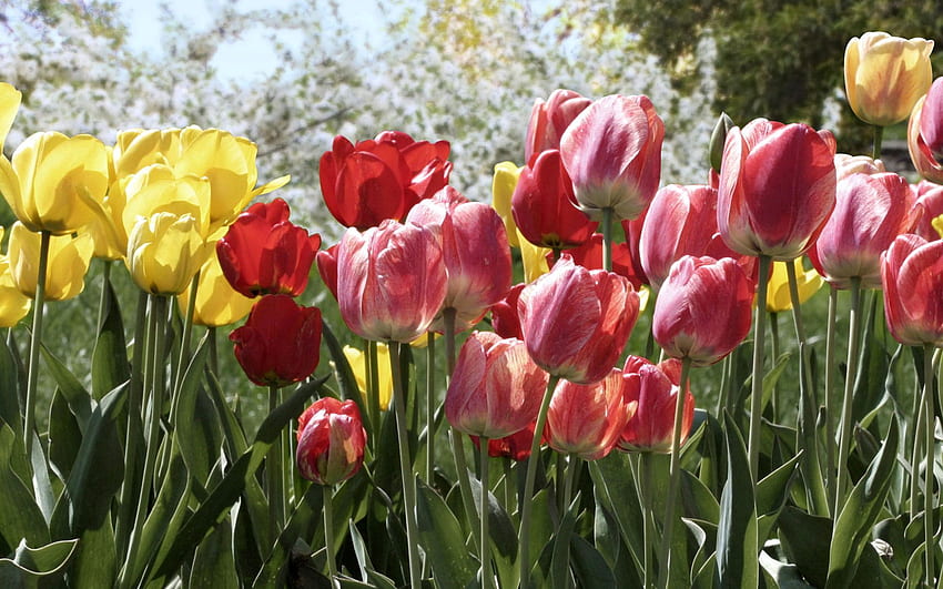 flores, árvores, tulipas, parque, canteiro de flores, canteiro de flores, primavera papel de parede HD