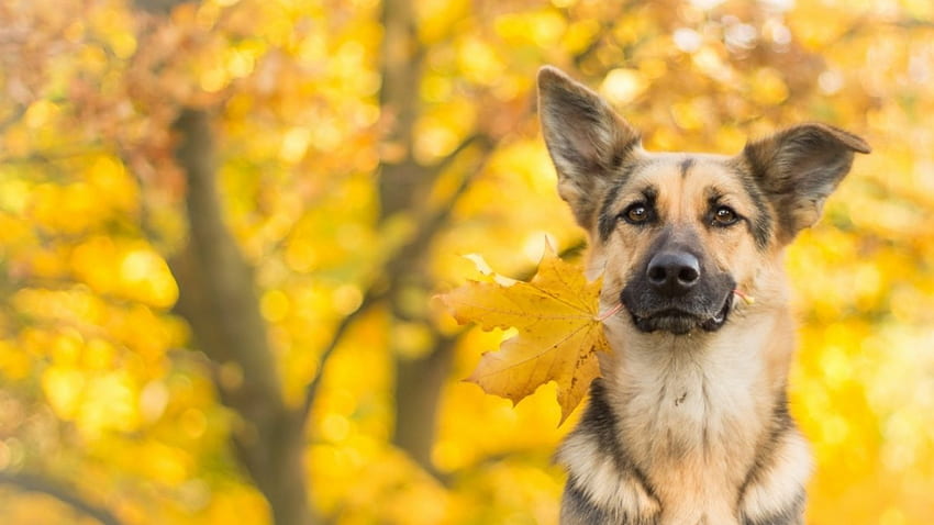 Owczarek niemiecki, pies, wykres, widok, jesień, przyjaciel Tapeta HD