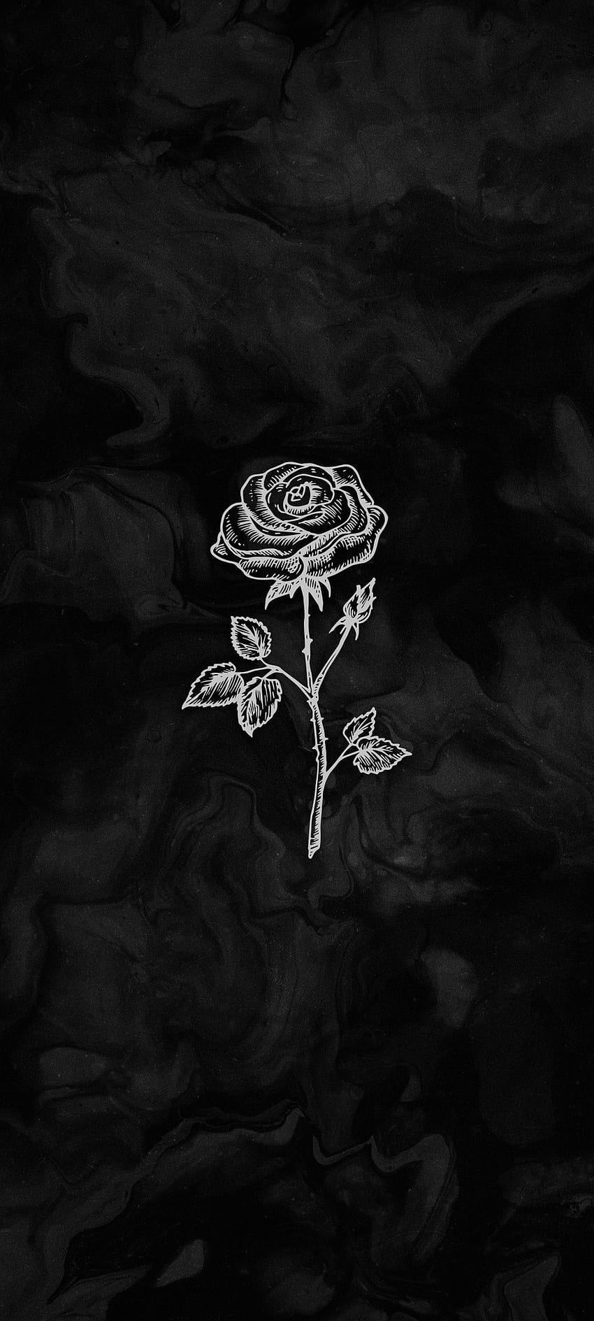 Rose noire et blanche, rose thé hybride, graphie flash Fond d'écran de téléphone HD