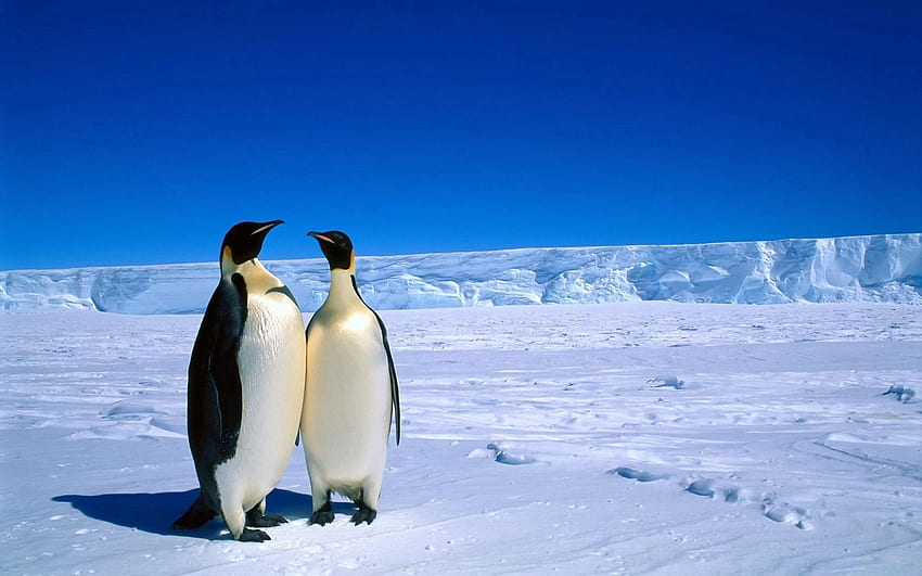 Hayvanlar, Kış, Pinguenler, Buz, Kar, Çift, Çift, Antarktika HD duvar kağıdı