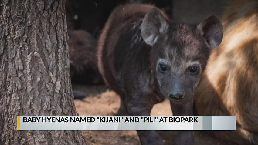 BioPark baby hyenas named Kijani, Pili. KRQE News 13 HD wallpaper