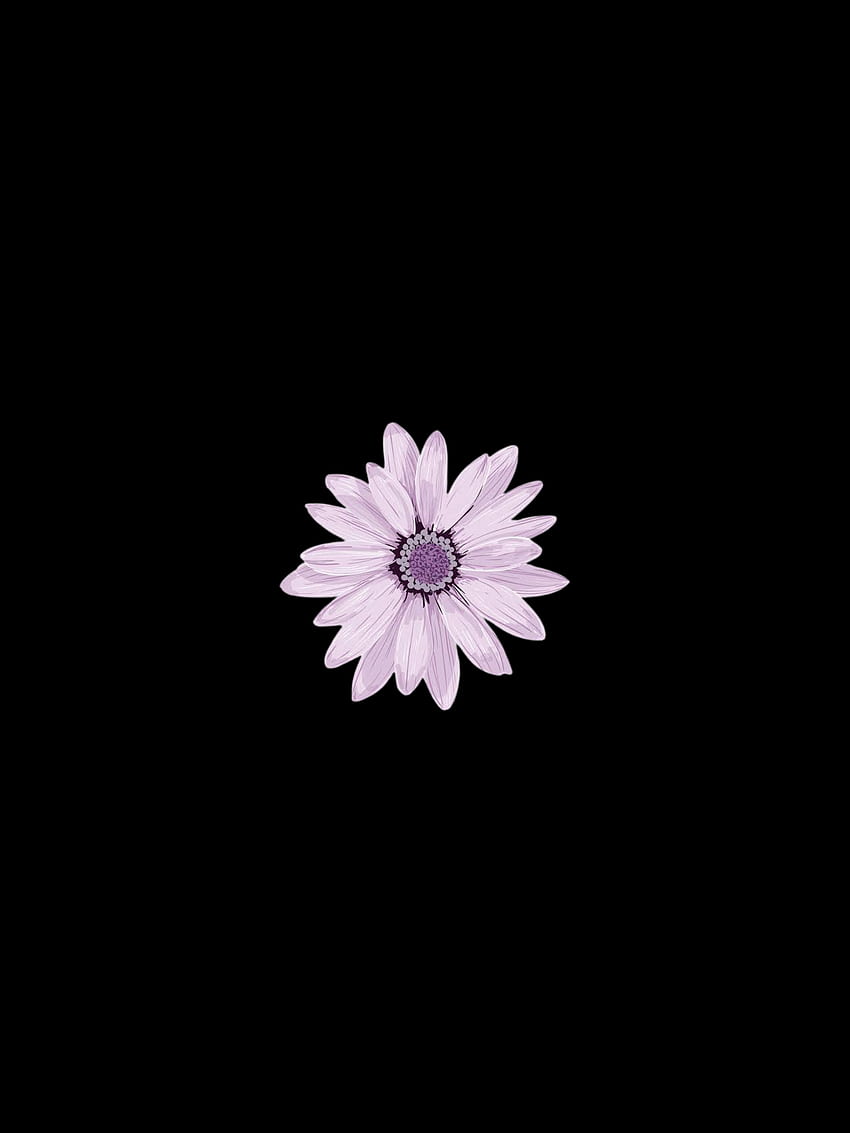 Purple daisy, magenta, art HD phone wallpaper