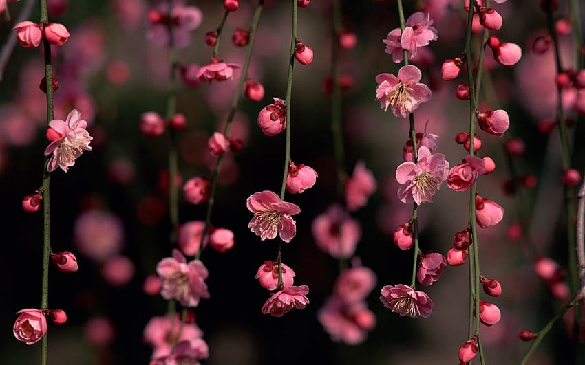 Cherry Blossoms ., Dark Cherry Blossom HD wallpaper