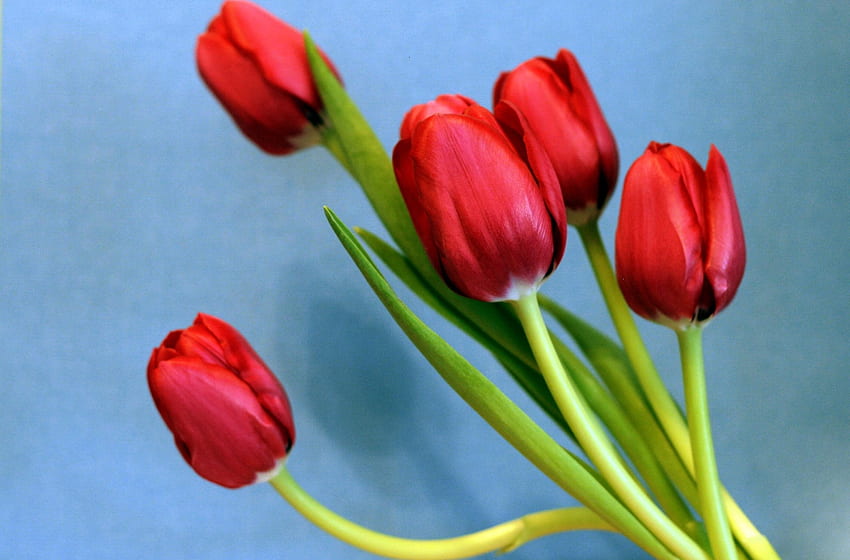 Flowers, Background, Tulips, Bouquet, Spring HD wallpaper