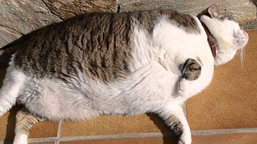 Cute Fat Cat Pics - Cute Fat Cat - & Background, Fat Dog HD wallpaper