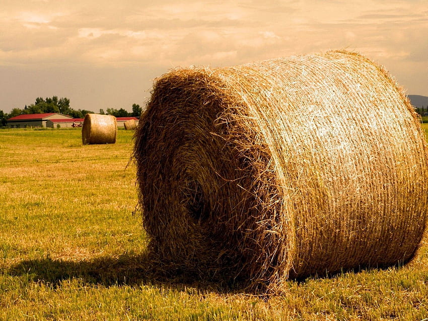 Nature, Summer, Gold, Golden, Hay, Agriculture, Bales HD wallpaper