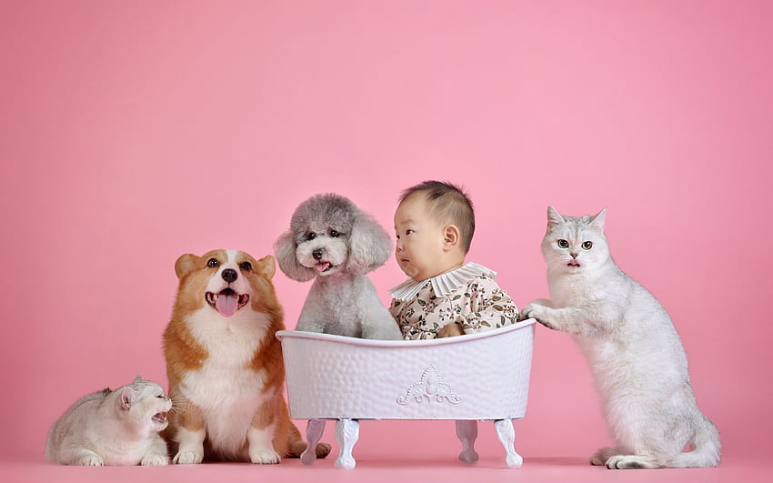 푸들 웨일즈 코기 고양이 개 신생아 아시아인, 아기 고양이 및 개 HD 월페이퍼