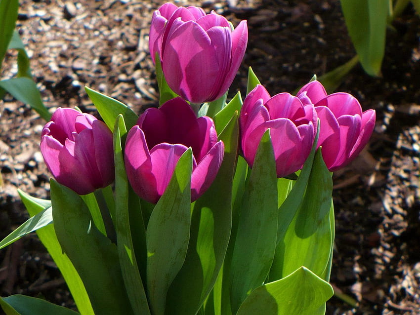 Fleurs, Tulipes, Dissous, Lâche, Printemps, Ensoleillé Fond d'écran HD