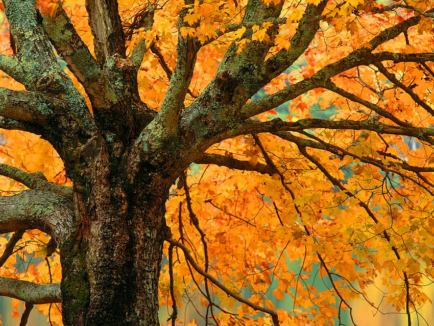 Październikowy klon, klon, żółty, gałęzie, jesień, pomarańcza, złoto, drzewo Tapeta HD