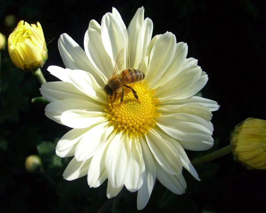 Honey Bee, abelha, flor papel de parede HD