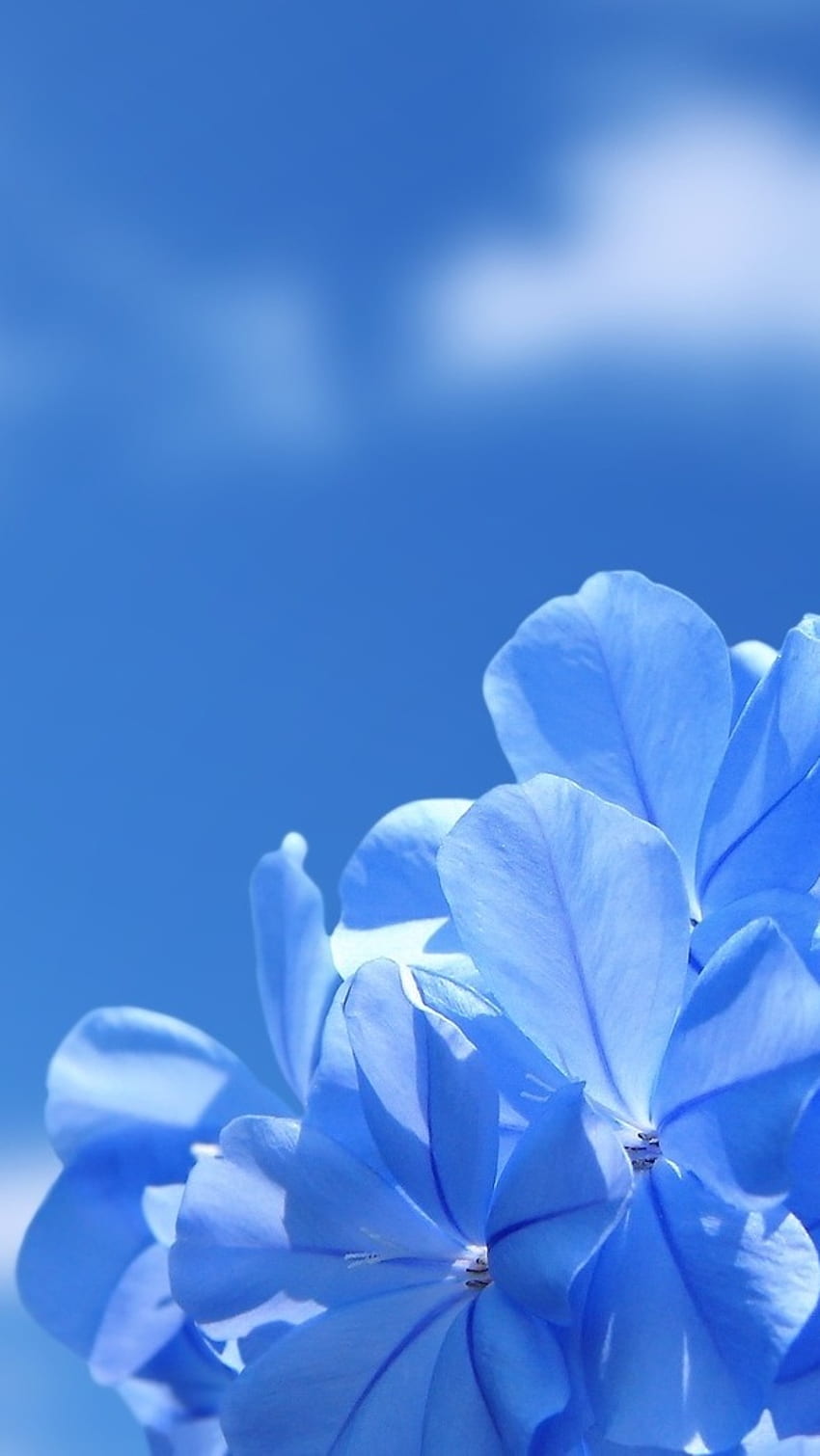 May Background, Blue Theme HD phone wallpaper