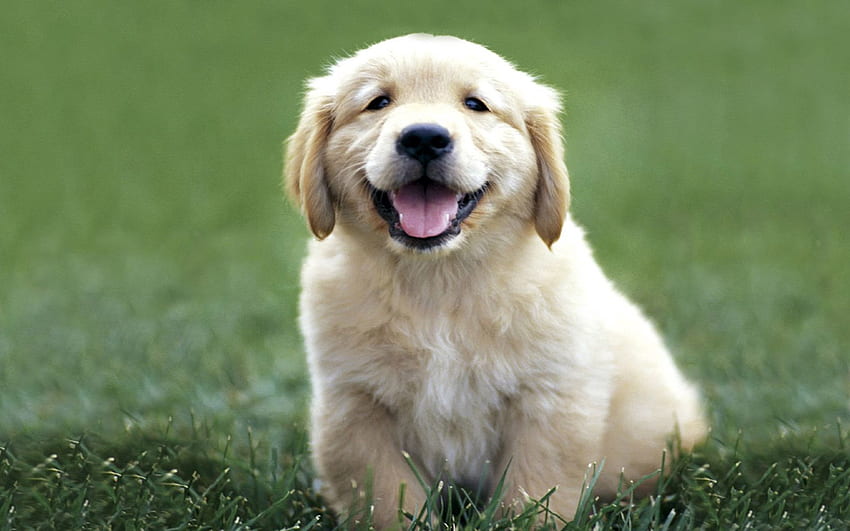 Hund, Tiere, Gras, Farbe, Welpe, Labrador HD-Hintergrundbild