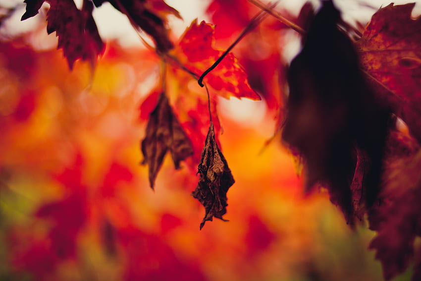 Autumn, Macro, Blur, Smooth, Branches, Sheet, Leaf, Dry HD wallpaper