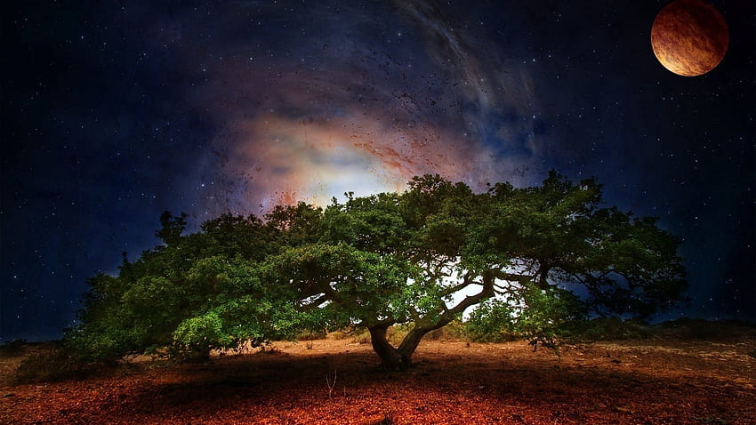 ดาวเคราะห์ ธรรมชาติ จักรวาล ไม้ ต้นไม้ ผักใบเขียว วอลล์เปเปอร์ HD